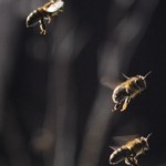 Apis Mellifera (Westliche Honigbiene)