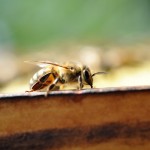 Apis Mellifera (Westliche Honigbiene)
